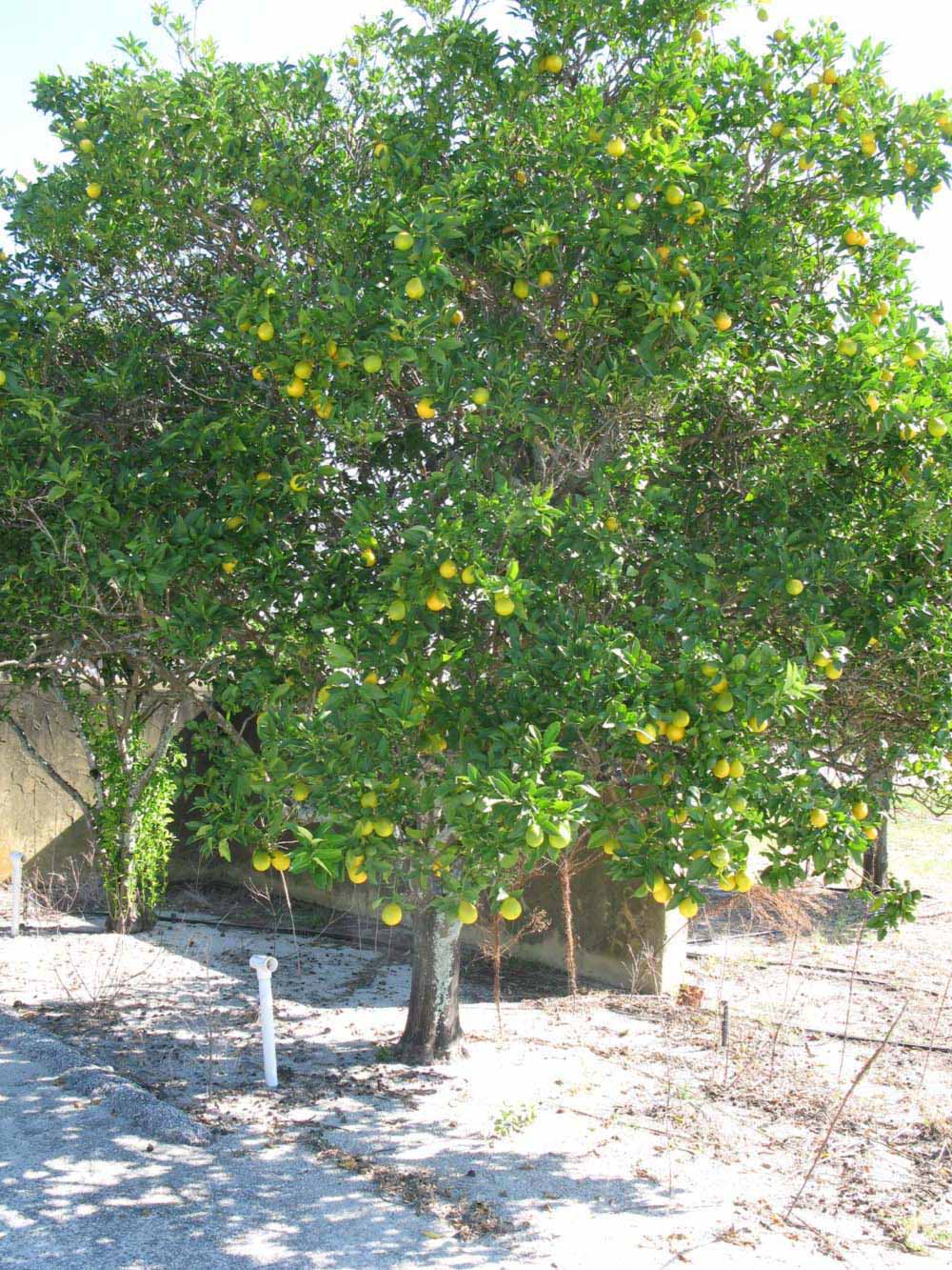            Habit (Winter Haven, FL)   